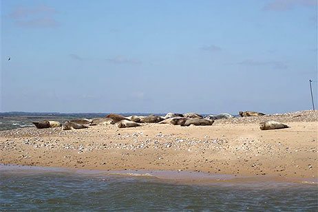 Seals at Blakeney Point