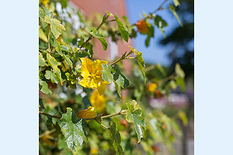 Flowering plant