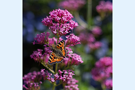 Red Admiral butterfly on stalk of small flowers