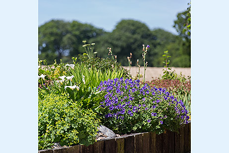 Flowering plants